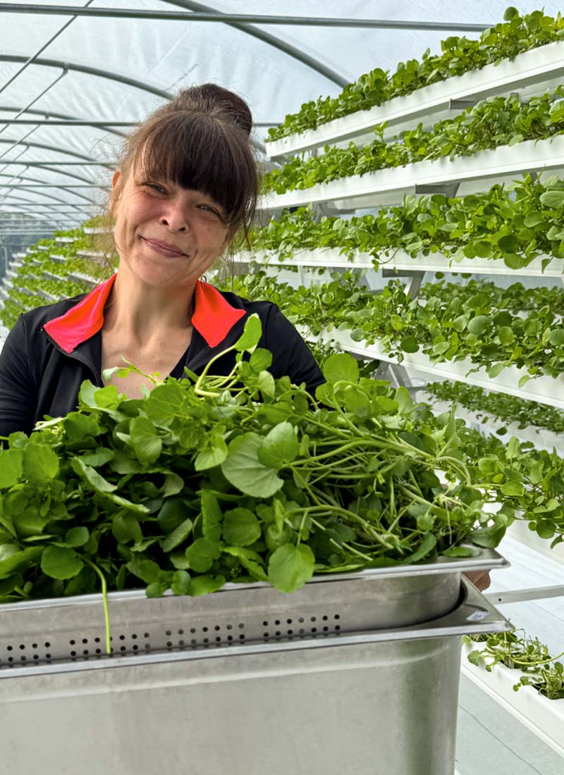 erfurter-brunnenkresse