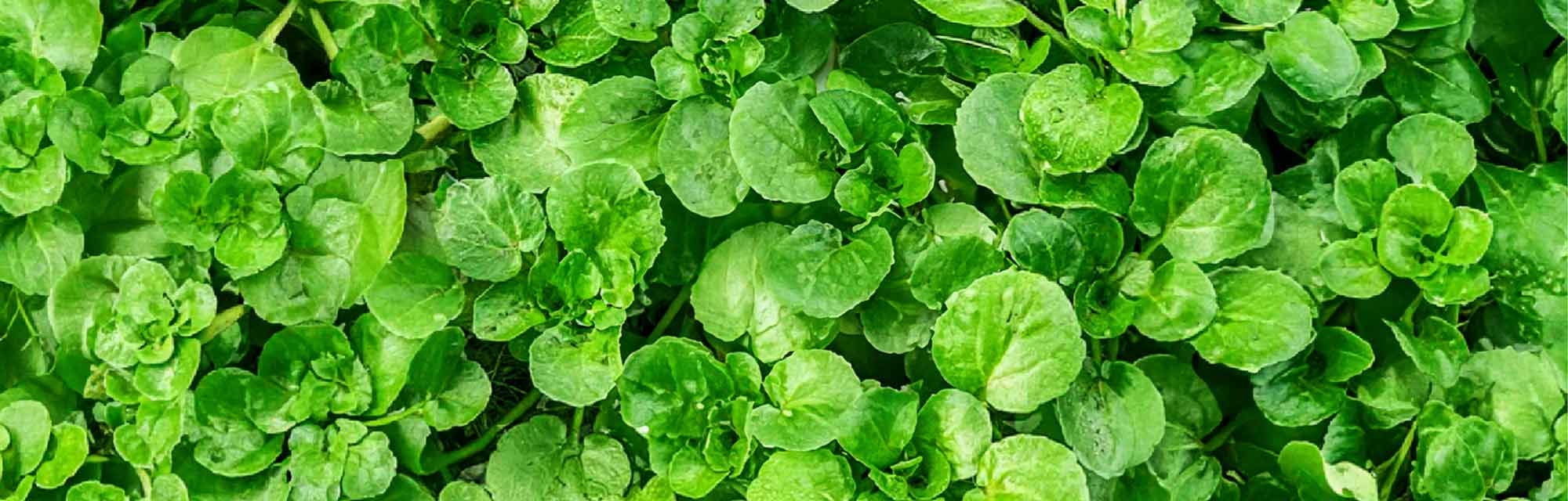 Brunnenkresse im Onlineshop – Das Superfood für deine Küche